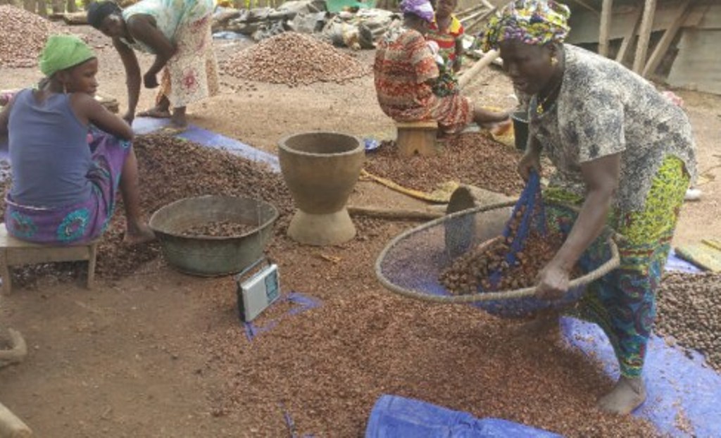 Production du beurre de karité : Une activité qui fait vivre de nombreuses femmes rurales à Kankan