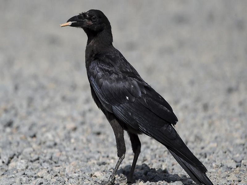 France: des corbeaux dressés pour ramasser des mégots