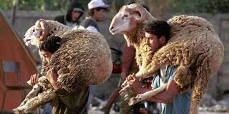 Au Caire, sacrifier un mouton dans la rue est passible d’une amende