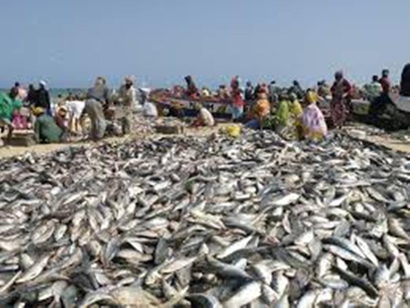 Pêche Sénégal-Mauritanie: Greenpeace Afrique exhorte les pays à trouver une solution pour de bon