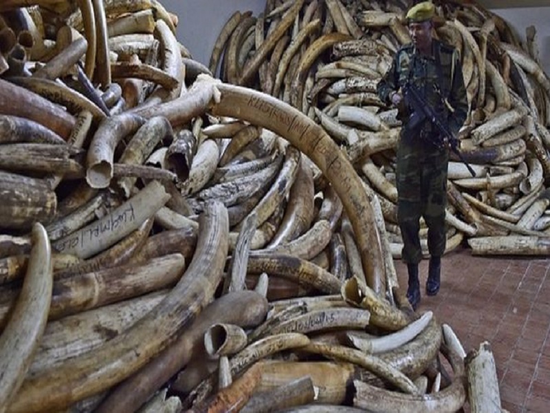 L’ADN pour démanteler les réseaux de contrebande d'ivoire