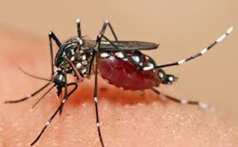 ​Fatick: L’institut Pasteur détecte un nouveau cas de dengue