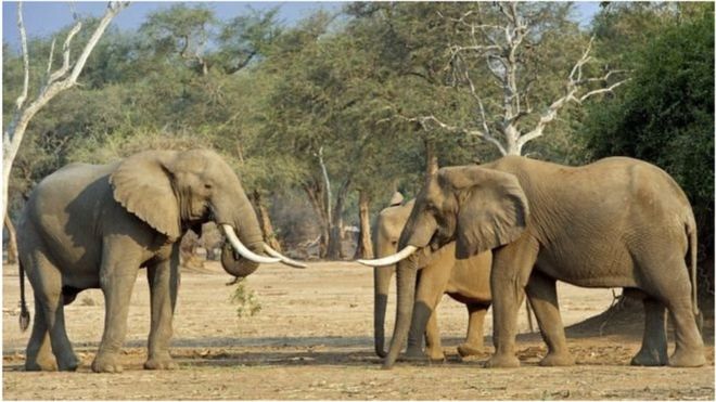 Une touriste piétinée à mort par un éléphant