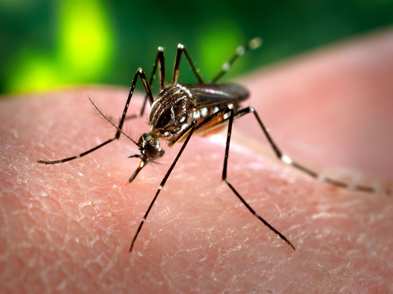 Dengue à Touba : la lutte se complique avec les eaux de pluies