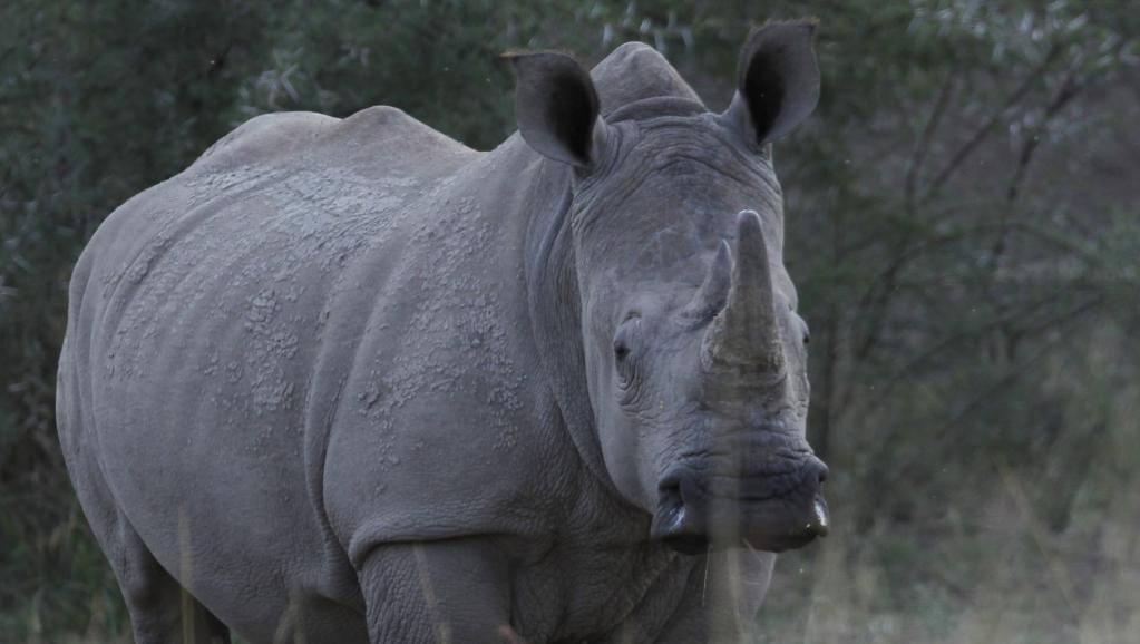 Tchad: deux des six rhinocéros introduits en mai sont morts