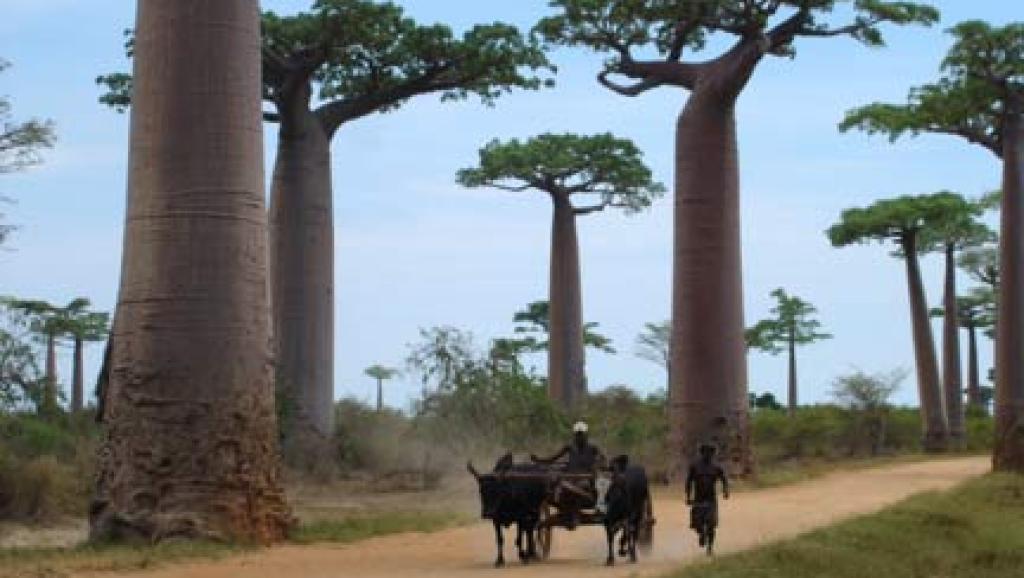 Présidentielle malgache: à Morondava, derrière la carte postale, peu d'attentes
