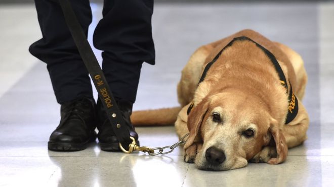 Des chiens renifleurs pour aider à éradiquer le paludisme