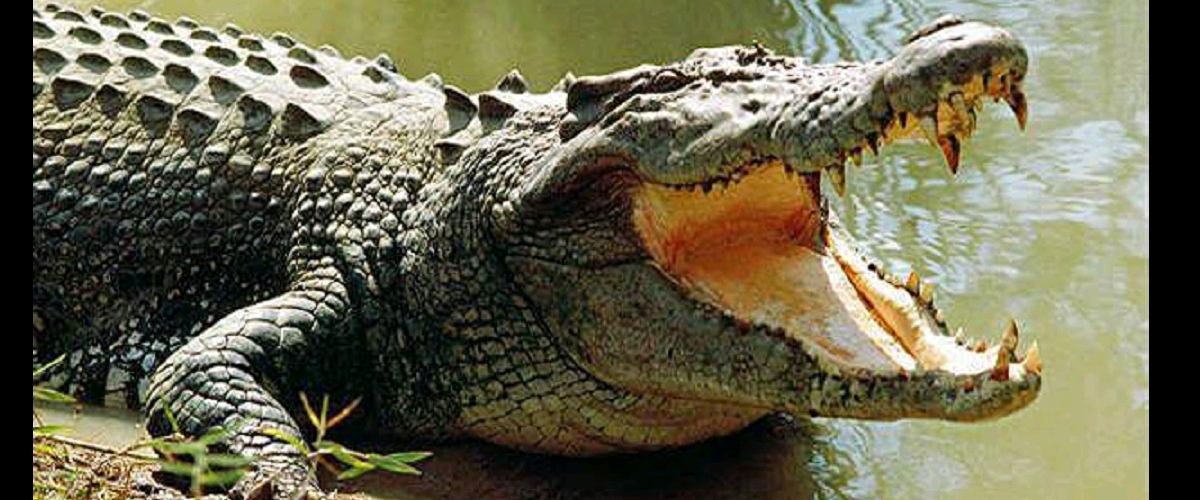 Indonésie : une scientifique tuée par un crocodile qu’elle essayait de nourrir
