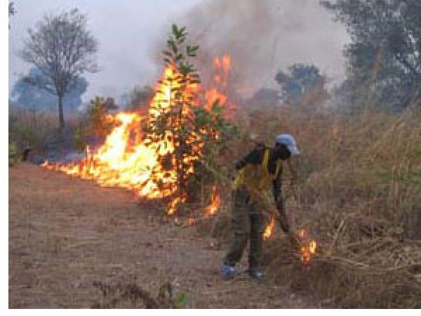  Les feux de brousse : une menace réelle pour les ressources naturelles …