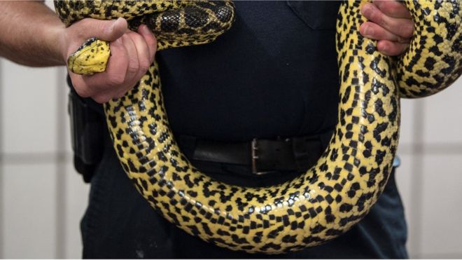 En Indonésie, la police utilise un serpent pour obtenir des aveux