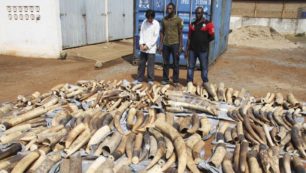 Trafic d’ivoire : le réseau démantelé à Soumbédioune 
