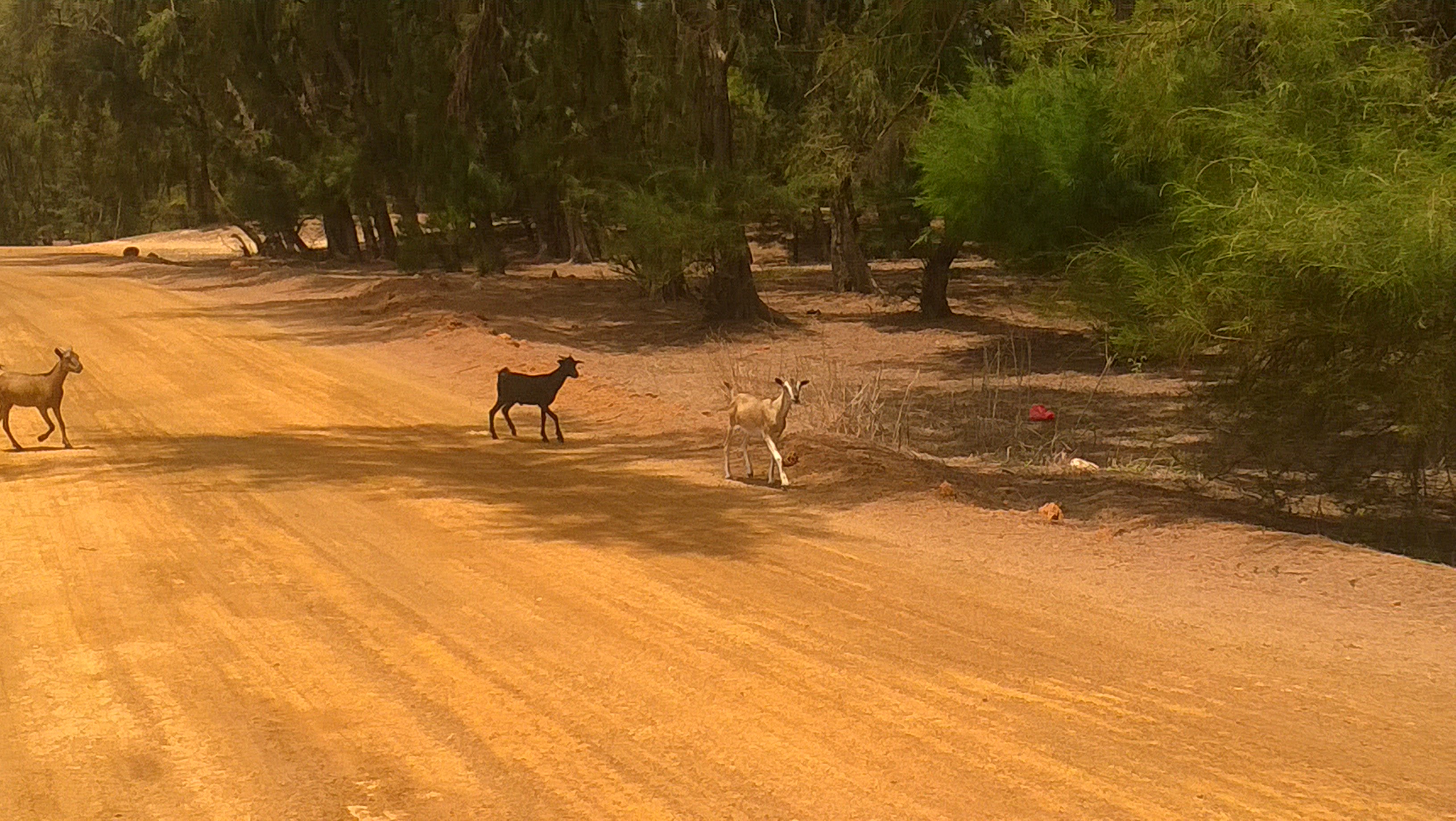 Le chemin qui traverse Khondio pour mener au déversoir d’acide des ICS