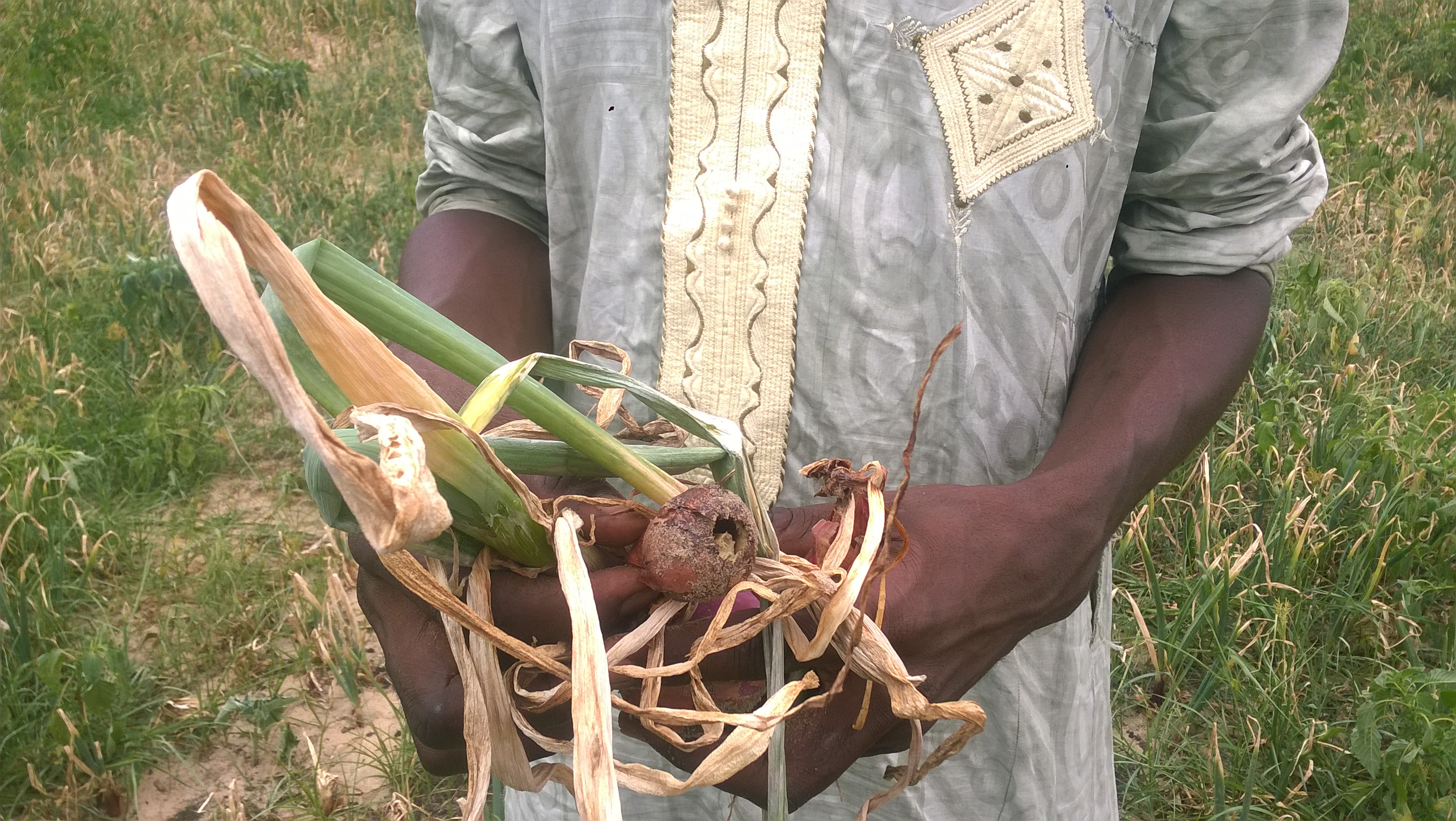 Un cultivateur exposant des tiges d’oignon détruits par la pollution des ICS