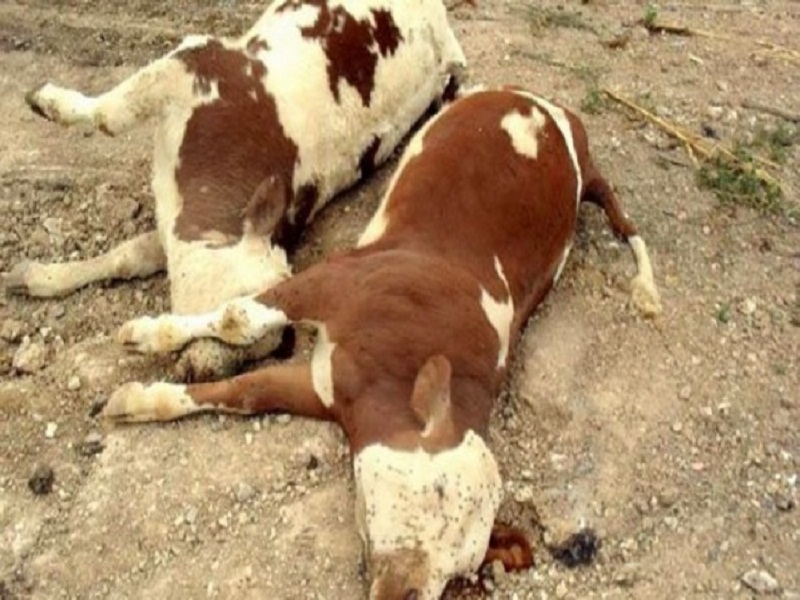 Kaffrine : une épidémie tue plusieurs bêtes