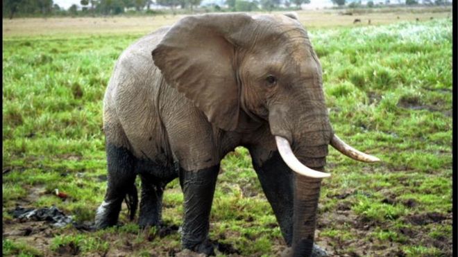 Un éléphant en divagation effraie des villageois en Guinée