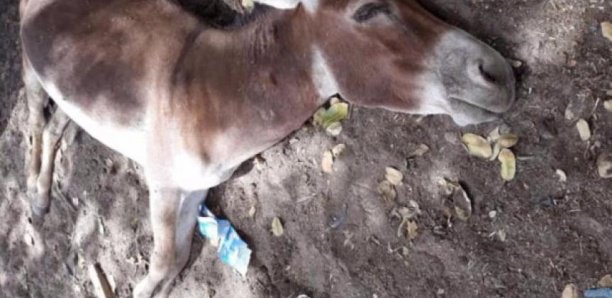 Epidémie de grippe équine : 212 chevaux et ânes morts en l'espace d'un mois