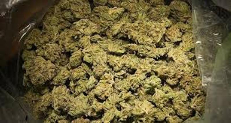 Tambacounda : la douane a saisi 915 kilogrammes de chanvre indien