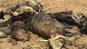 Au Mali, des centaines de déplacés trouvent refuge à Bamako