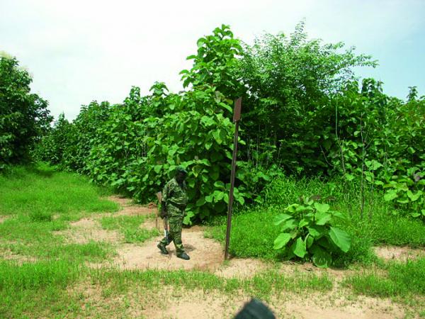 Environnement : La forêt classée de la Faya menacée de disparition