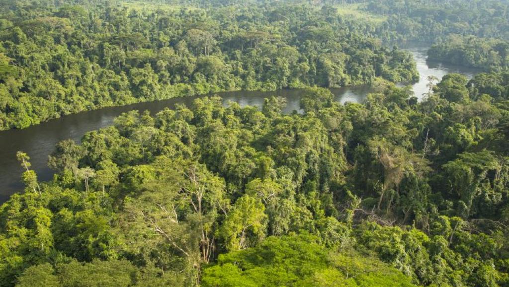 Biodiversité: de nombreuses espèces en danger dans le bassin du Congo