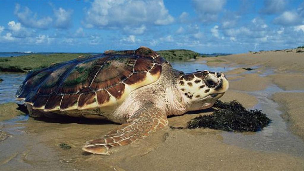 Madagascar: 4 morts suite à une intoxication à la viande de tortue de mer