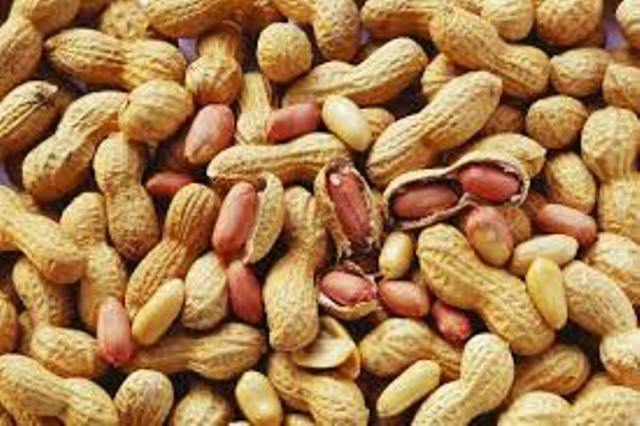 Campagne agricole : 955 tonnes de semences d’arachide seront distribuées à Linguère