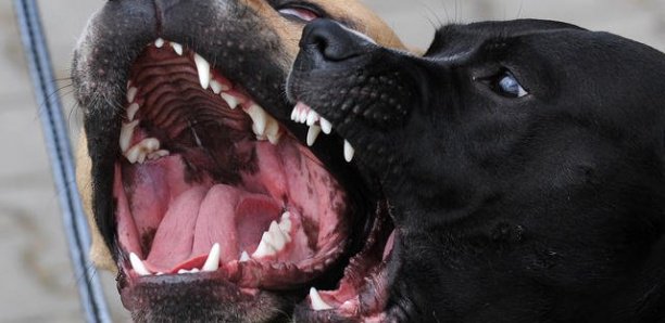Talibé mordu à Pikine par un pitbull: Le propriétaire du chien prend 6 mois de prison dont 1 mois ferme