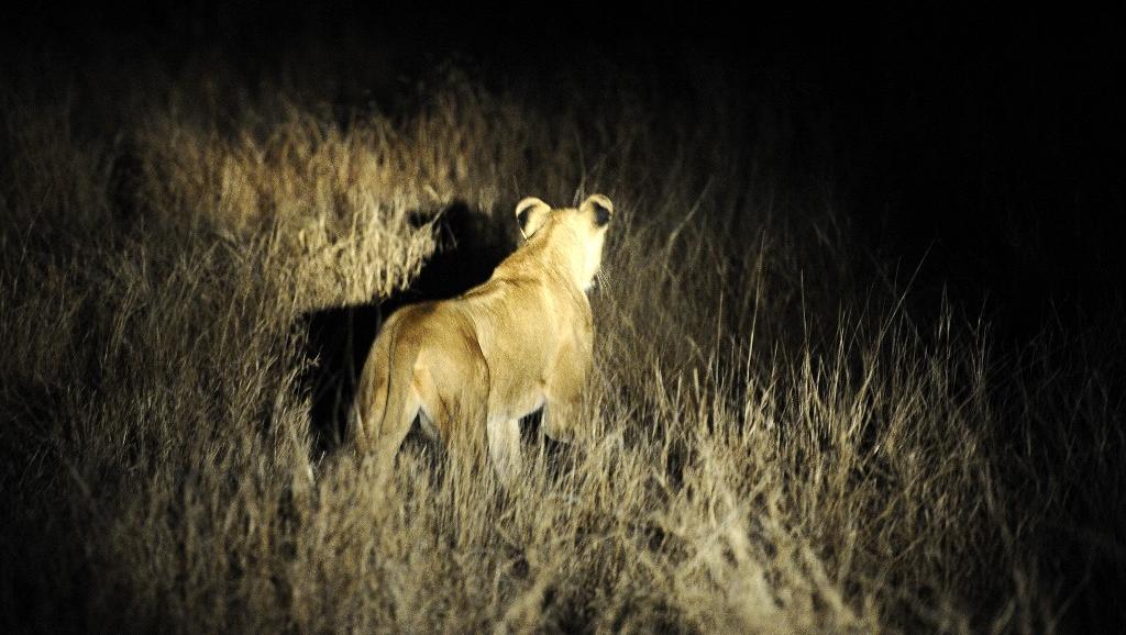 Afrique du Sud: une troupe de lions affole les autorités près de Phalaborwa