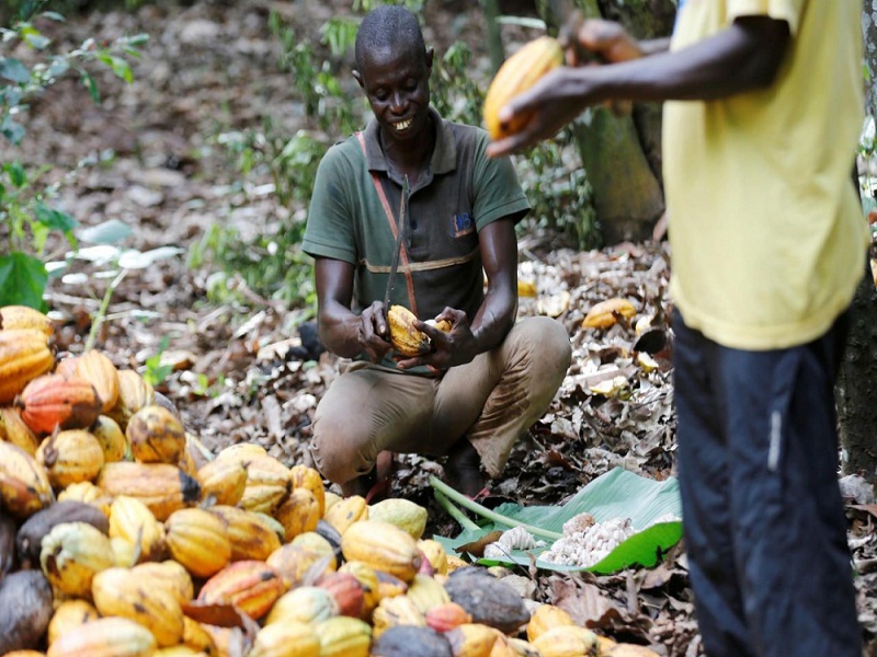 Cacao : le Ghana et la Côte d’Ivoire suspendent leurs ventes