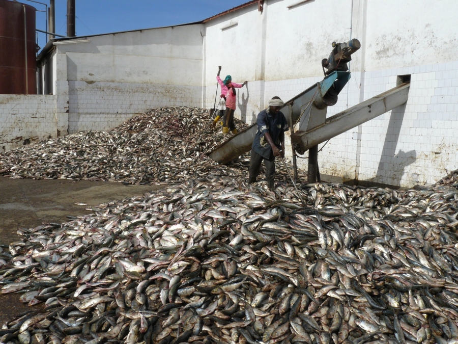 Danger pour les poissons: Greenpeace réclame la fermeture des industries de  la farine