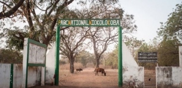 Exploitation illicite de l’Or à Kédougou: huit (8) Maliens, un conseiller municipal et le responsable des jeunes arrêtés