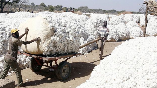 Des moustiques OGM libérés au Burkina Faso