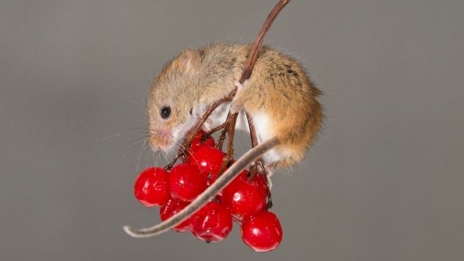 Le virus du SIDA éliminé chez des souris