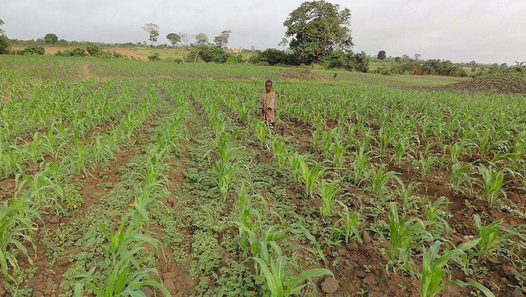 Le Togo mise sur la ZLECAf pour développer son agriculture et ses exportations