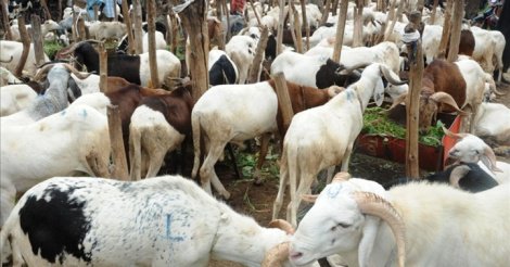 Tabaski 2019: Les besoins de Thiès estimés à 200.000 têtes de moutons