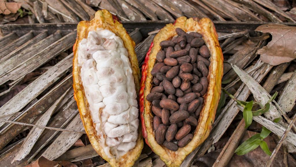 Cacao: Accra et Abidjan imposent un mécanisme de compensation