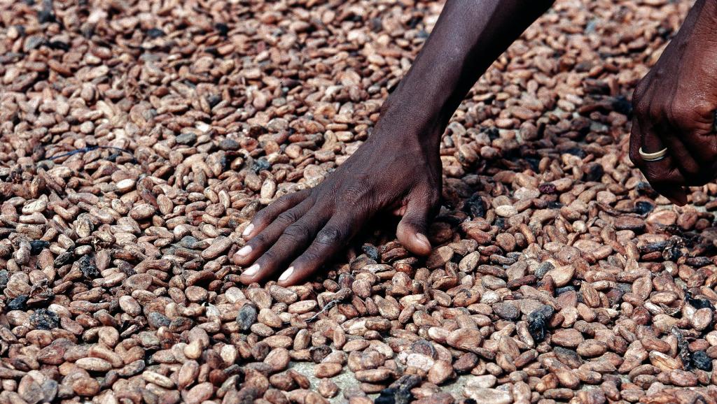 Entente Ghana-Côte d'Ivoire sur le cacao : «une rupture historique»