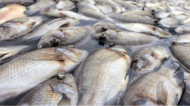 Des poissons morts sur des côtes du Gabon
