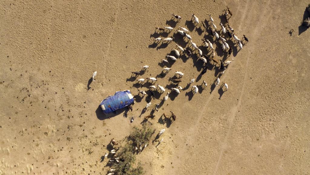 Tchad: les conflits entre éleveurs et agriculteurs ou la compétition pour les ressources naturelles