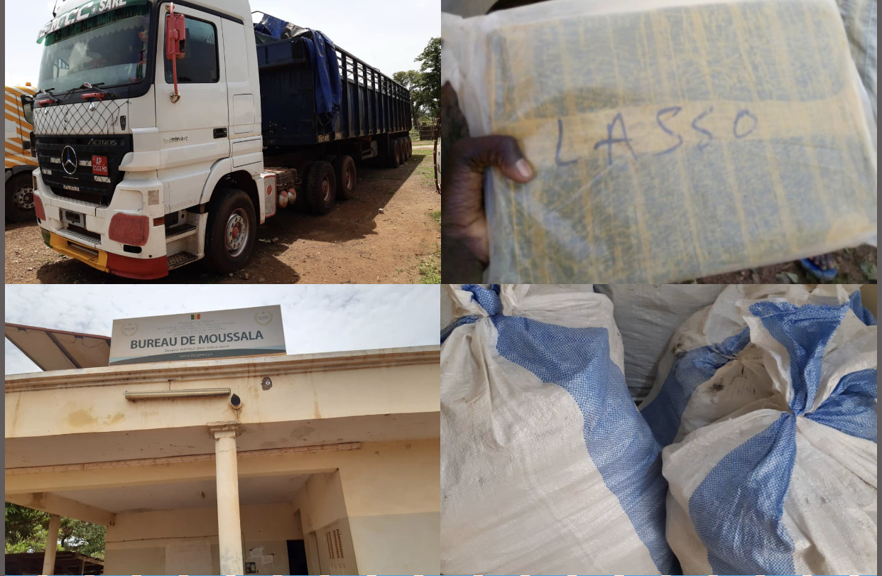 Région de Tamba: La Douane saisit près de 600 Kg de chanvre indien en une semaine