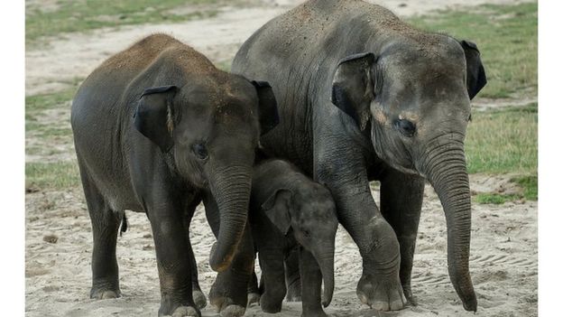 Le commerce de plus de mille espèces protégées interdit à Genève