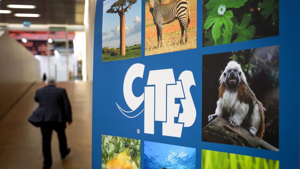 Trafic de bois de rose: la RDC également touchée