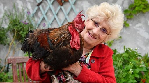 Un coq accusé de nuisance sonore en France gagne son procès
