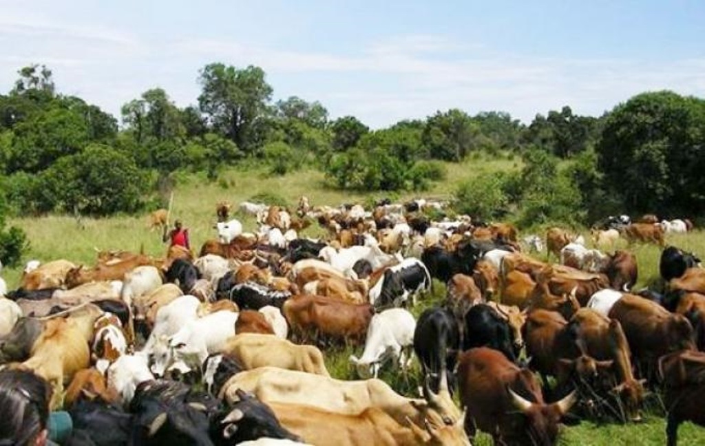 ​Recrudescence du vol de bétail à Goudomp: l’armée entre en action