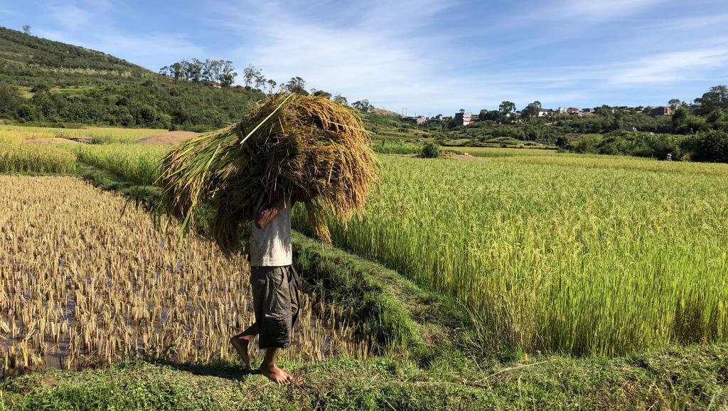 Madagascar: l'agriculture, une filière qui peine à se structurer
