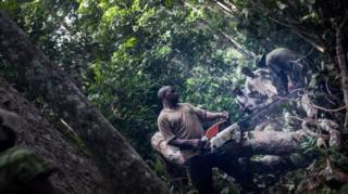 Le Gabon reçoit un appui pour protéger ses forêts