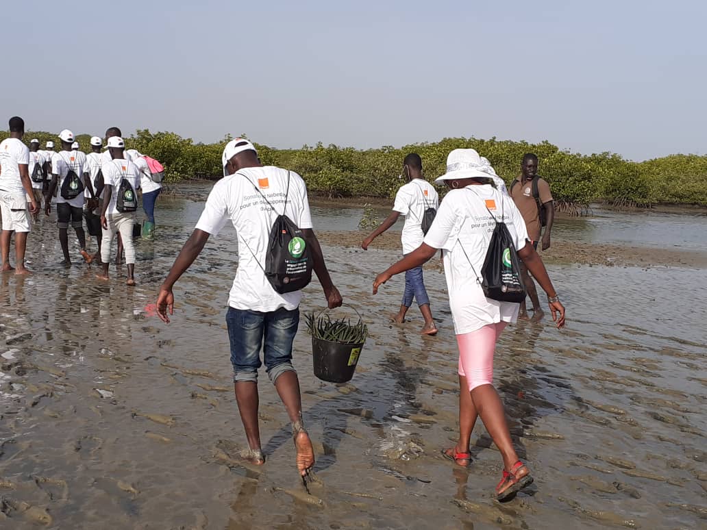 Environnement : plus de 27 000 palétuviers plantés dans la mangrove de Palmarin