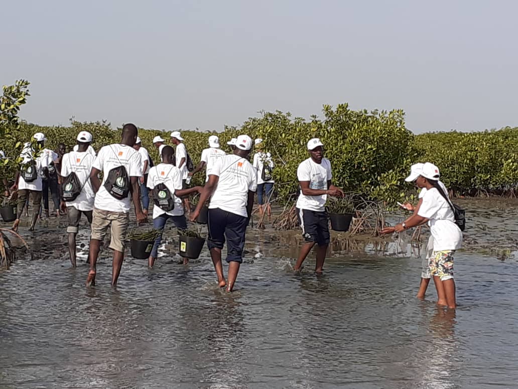 Environnement : plus de 27 000 palétuviers plantés dans la mangrove de Palmarin