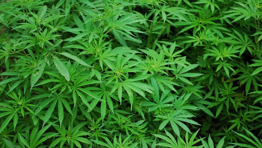 Lesotho, pionner africain du cannabis