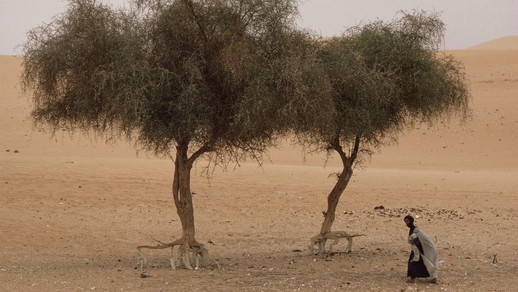 Sahel : insécurité alimentaire